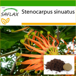 SAFLAX &ndash; ugniračio medis &ndash; 20 sėklų &ndash; Su vazoniniu substratu geresniam auginimui &ndash; Stenocarpus sinuatus
