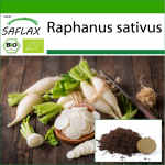SAFLAX Ekologi&scaron;ki &ndash; Ridikėliai &ndash; Ilgas baltas varveklis &ndash; 100 sėklų &ndash; Su vazoniniu substratu geresniam auginimui &ndash; Raphanus sativus