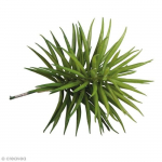 Plante artificielle - Rayher - Senecio - 10 x 9,5 cm - Imitation parfaite - Vert žalia
