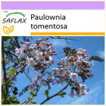 SAFLAX - Princess Tree - 200 sėklų - Paulownia tomentosa