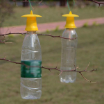 5 vnt. vaisinių musių gaudyklės žudikas Drosophila trap musių gaudytojas kenkėjų vabzdžių kontrolė
