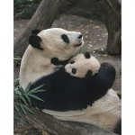 5D &bdquo;pasidaryk pats&ldquo; mielas &bdquo;Panda Stick&ldquo; grąžtas, pilnas grąžtas namų dekoravimui 20x25CM