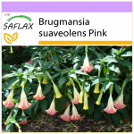 SAFLAX &ndash; Angel's Trumpet Pink &ndash; 10 sėklų &ndash; Brugmansia suaveolens Pink