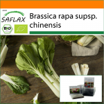SAFLAX &ndash; Sodas mai&scaron;elyje &ndash; Ekologi&scaron;ki &ndash; Pekininės garstyčios kopūstai &ndash; Pak Choi &ndash; 300 sėklų &ndash; Su substratu tinkamame mai&scaron;elyje &ndash; Brassica rapa