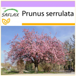 SAFLAX - Wild Black Cherry - 30 sėklų - Prunus serrulata