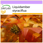 SAFLAX American Sweet Gum &ndash; 100 sėklų &ndash; Liquidamber styraciflua