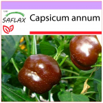 SAFLAX &ndash; pipirai &ndash; saldus &scaron;okoladas x &ndash; 10 sėklų &ndash; Capsicum annum