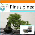 SAFLAX - Sodas mai&scaron;e - Bonsai - Akmeninė pu&scaron;is - 6 sėklos - Su substratu tinkančiame stovimame mai&scaron;elyje - Pinus pinea