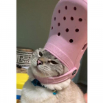 Visi Deimantiniai 5D DIY Deimantiniai paveikslai Slepe Cat Deimantiniai siuvinėjimai Dovana Kryžminis Siuvinėjimas Mozaikos gyvenimas Full Square (20X30CM)