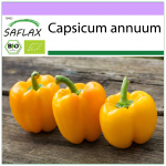 SAFLAX &ndash; Ekologi&scaron;ki &ndash; Saldžiosios paprikos &ndash; Golden California Wonder &ndash; 20 sėklų &ndash; Capsicum annuum