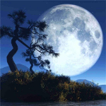 5d deimantų tapyba Mandala &bdquo;pasidaryk pats&ldquo; mozaikinė gėlė, pilna kvadratinė/apvali deimantinė siuvinėjimas Religinis namų dekoras Rankdarbiai Full Round 20x20CM