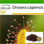 SAFLAX &ndash; Afrikos saulėgrąžos &ndash; 200 sėklų &ndash; Su vazoniniu substratu geresniam auginimui &ndash; Drosera capensis