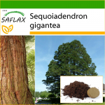 SAFLAX &ndash; Kalifornijos milžinas raudonmedis &ndash; 50 sėklų &ndash; Su vazoniniu substratu geresniam auginimui &ndash; Sequoiadendron gigantea