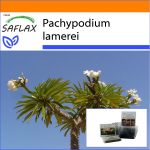 SAFLAX - Sodas mai&scaron;elyje - Madagaskaro palmė - 10 sėklų - Su substratu tinkamame stovimame mai&scaron;elyje - Pachypodium lamerei