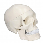 1 modeliavimas:1 Žmogaus galvos kaukolės modelis Nuimamas PVC kaukolės modelis anatomijos mokymosi kursui