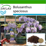 SAFLAX Bonsai &ndash; Afrikos visterijos medis &ndash; 15 sėklų &ndash; Su vazoniniu substratu geresniam auginimui &ndash; Bolusanthus speciosus