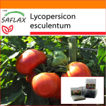SAFLAX &ndash; Sodas mai&scaron;e &ndash; Pomidoras &ndash; Berno rožė &ndash; 10 sėklų &ndash; Su substratu tinkamame stovimame mai&scaron;elyje &ndash; Lycopersicon esculentum