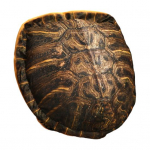 Ne&scaron;iojama vėžlio kiauto lėlė-pagalvė 40 colių mink&scaron;tas pliu&scaron;inis ne&scaron;iojamas pagalvėlė nusnūdimui patogus vėžlio kostiumo pagalvė Tortoise