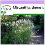 SAFLAX &ndash; Kinijos sidabrinė žolė &ndash; 200 sėklų &ndash; Miscanthus sinensis