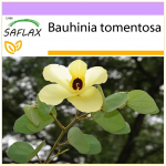 SAFLAX &ndash; Geltonasis orchidėjų medis &ndash; 30 sėklų &ndash; Bauhinia tomentosa