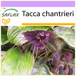SAFLAX - Juodosios &scaron;ik&scaron;nosparnio gėlė - 10 sėklų - Tacca chantrieri