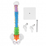 Stuburo modelis PVC 45 cm spalviniu kodu pažymėtas miniatiūrinis su &scaron;launikaulio rinkiniu mokymuisi ir mokymui