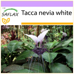 SAFLAX - Giant Bat Flower White - 10 sėklų - Tacca nevia balta