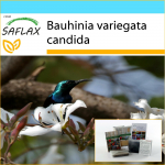 SAFLAX - Dovanų rinkinys - Baltas orchidėjų medis - 5 sėklos - Su dovanų dėžute, kortele, etikete ir vazono substratu - Bauhinia variegata candida