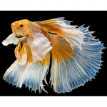 Deimantinis paveikslas Meilės žuvis 5d deimantų siuvinėjimas Animacinis deimantinis mozaikos dygsnis kryželiu 20X30CM