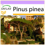 SAFLAX - Akmeninė pu&scaron;is - 6 sėklos - Pinus pinea