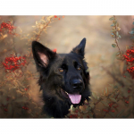 5D &bdquo;pasidaryk pats&ldquo; deimantinis siuvinėjimas kryželiu Vokiečių aviganis visi&scaron;kai apvalus deimantinis siuvinėjimas 20X30CM