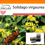SAFLAX - Sodas mai&scaron;e - Goldenrod - 100 sėklų - Su substratu tinkamame stovimame mai&scaron;elyje - Solidago virgaurea