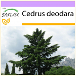 SAFLAX &ndash; Indijos kedras &ndash; 35 sėklos &ndash; Cedrus deodara