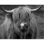 &bdquo;Pasidaryk pats&ldquo; 5D deimantinis paveikslas &bdquo;Highland Cow&ldquo; pilnas apvalus grąžtas, gyvūnas, mozaika, deimantinis siuvinėjimas kryželiu 20X30CM raudona