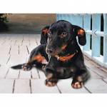 Pilnas 5D deimantinis pie&scaron;imas Gyvas &scaron;uo &bdquo;Pasidaryk pats&ldquo; deimantinis siuvinėjimas deimantinis mozaika Siuvinėjimo kryželiu rinkiniai namų dekoro dovana Round 20x30cm