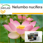 SAFLAX Dovanų rinkinys &ndash; &Scaron;ventasis Indijos lotosas &ndash; 8 sėklos &ndash; Su dovanų dėžute, kortele, etikete ir vazono substratu &ndash; Nelumbo nucifera