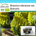 SAFLAX Dovanų rinkinys &ndash; Ekologi&scaron;kas &ndash; Žiediniai kopūstai &ndash; Romanesco &ndash; 50 sėklų &ndash; Su dovanų dėžute, kortele, etikete ir vazono substratu &ndash; Brassica oleracea