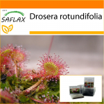 SAFLAX Sodas mai&scaron;e &ndash; Apvalialapis saulėgrąžas &ndash; 50 sėklų &ndash; Su substratu tinkamame mai&scaron;e &ndash; Drosera rotundifolia