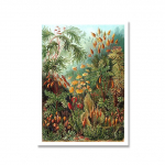 Retro Flora Flora Plakatai ir spaudiniai Augalų &scaron;vietimas Sienos Menas Paveikslėliai Drobės tapyba 21cm&times;30cm NoFrame