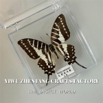 Auk&scaron;čiausios kokybės vabzdžių kolekcija &ndash; tikri įrėminti drugeliai, vabalai mokslo &scaron;vietimui ir namų dekorui One Size