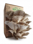 Oyster Mushroom Mycelium for Home Cultivation