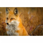 5D deimantų tapyba Visi&scaron;kai apvali Little Fox Deimantinė siuvinėjimas 20X30CM