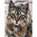 Deimantiniai paveikslai Cat Deimantinis siuvinėjimas Animacinis deimantinis siuvinėjimas kryželiu 20X30CM