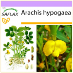 SAFLAX &ndash; Žemės rie&scaron;utų augalas &ndash; 8 sėklos &ndash; Arachis hypogaea