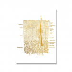 Anatominės odos anatomija Plakatas Laminuota drobė Spausdinimas Medicininis i&scaron;silavinimas Daktaro sienų tapyba 21cm&times;30cm NoFrame