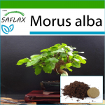 SAFLAX - Bonsai - Baltasis &scaron;ilkmedis - 200 sėklų - Su vazoniniu substratu geresniam auginimui - Morus alba