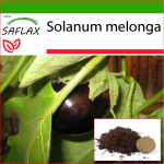 SAFLAX - Baklažanai - 20 sėklų - Su vazoniniu substratu geresniam auginimui - Solanum melonga