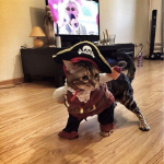 Piratų katės kostiumo maskuotė su pelerina