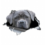 Pilki Cane Corso automobilių lipdukai, blokuojantys įbrėžimus, lipnus vandeniui atsparus lipdukas, naudojamas automobiliui, ne&scaron;iojamam kompiuteriui, motociklui, furgonui, RV 15cm-Longest Side