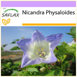 SAFLAX Peru obuolys - 100 sėklų - Nicandra physaloides